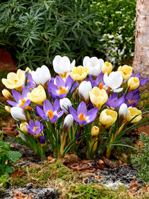 Crocus Botanical Mixed