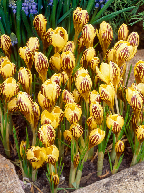 Crocus Gipsy Girl with golden yellow blooms in early spring