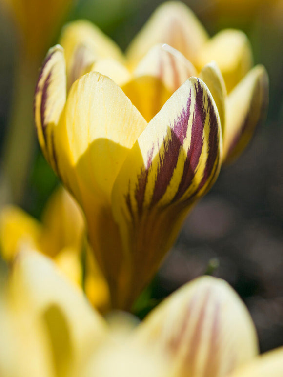Crocus Gipsy Girl adding bright colour to a spring garden