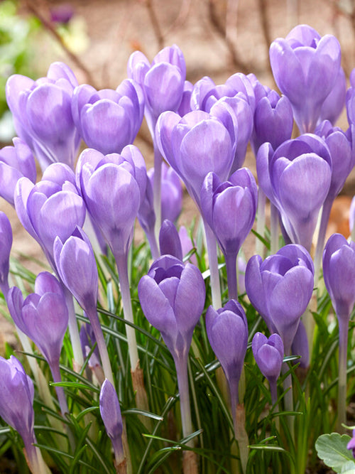 Crocus tommasinianus 'Hummingbird'