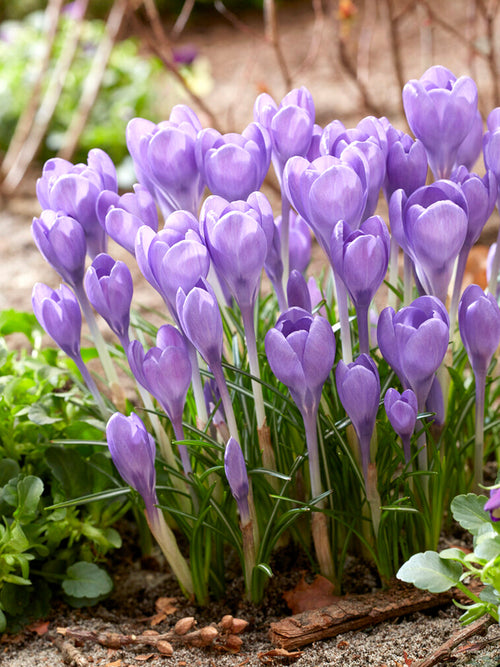 Crocus tommasinianus 'Hummingbird'