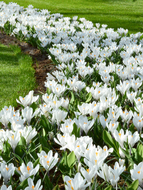 Crocus Jeanne d'Arc