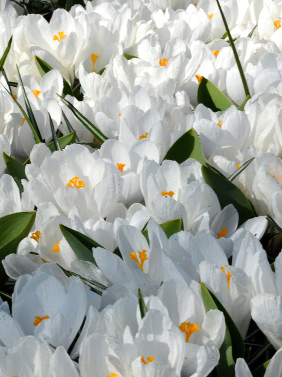 Crocus White Jeanne d'Arc bulbs