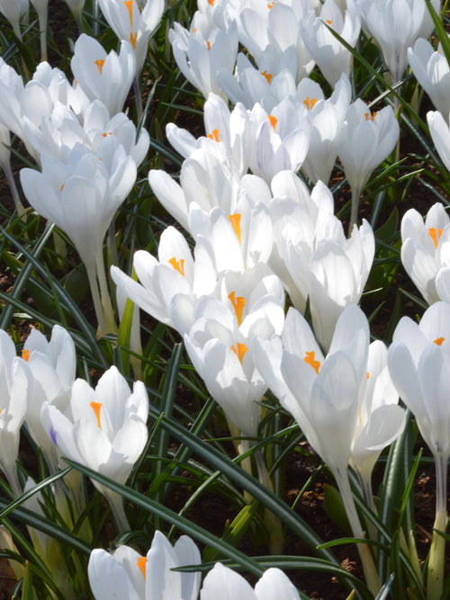 Crocus Jeanne d'Arc bulbs