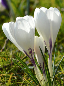 Crocus Jeanne d'Arc