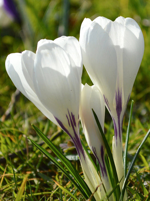 White crocus Jeanne d'Arc