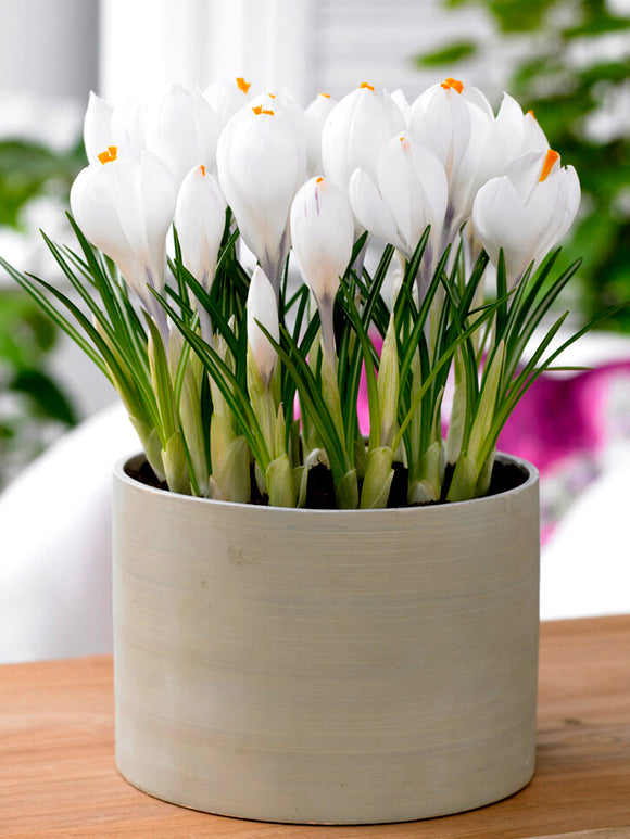 White crocus bulbs