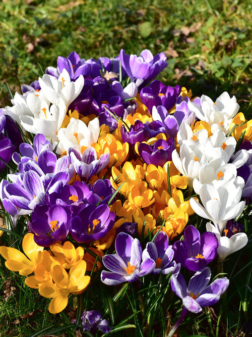 Jumbo Crocus mixed bulbs