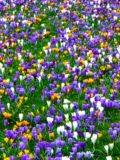 Mixed Jumbo Crocus flower bulbs