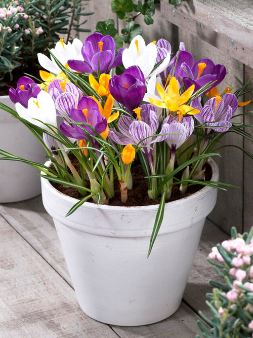 Jumbo Crocus mixed bulbs