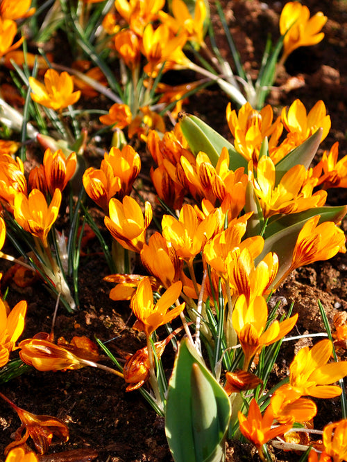 Orange Monarch crocus bulbs