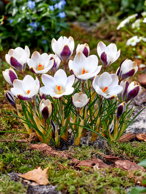 Crocus Panda with soft white and grey violet petals in early bloom