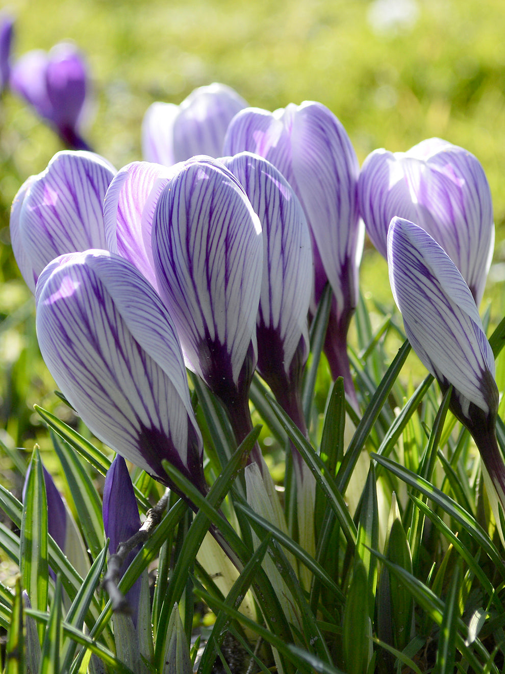 Crocus Bukbs Crocus Bulbs Pickwick - EU and UK Delivery | DutchGrown™