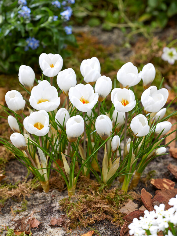 Crocus Polar Bear with large pure white flowers in early spring