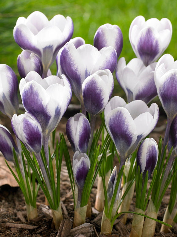 Crocus Prince Claus adding bright contrast to a spring garden
