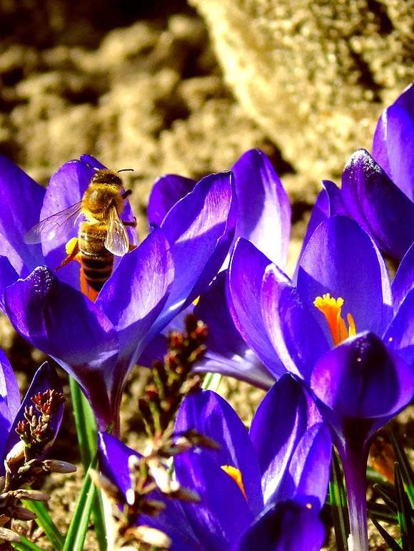 Crocus Remembrance Purple Crocus Flower Bulbs - EU delivery