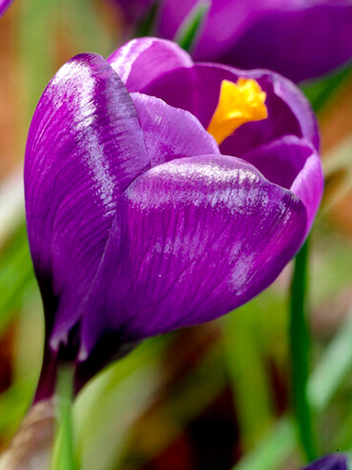 Crocus Remembrance Purple Crocus Flower Bulbs - EU delivery