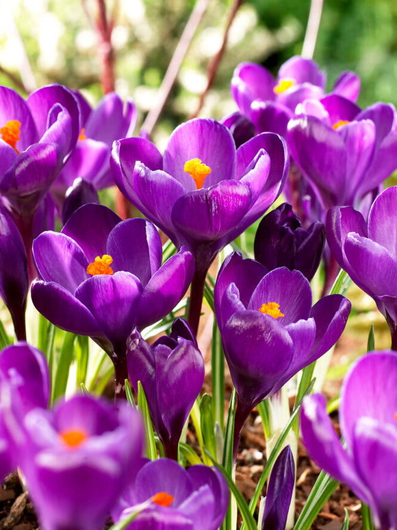Crocus Remembrance Purple Flower Bulbs for Autumn Planting