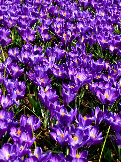 Crocus Remembrance Purple Flower Bulbs for Autumn Planting