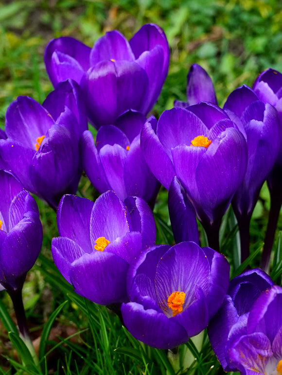 Crocus Remembrance Purple Crocus Flower Bulbs - EU delivery