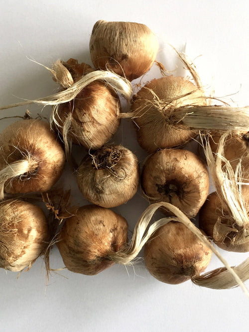 Crocus Sativus Bulbs - EU delivery