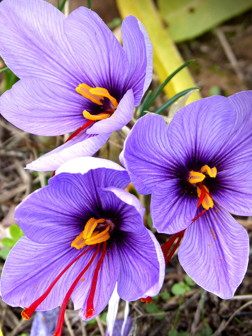 Buy Crocus Sativus Bulbs