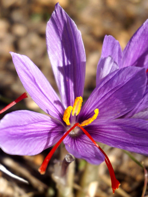 Buy Crocus Sativus Bulbs