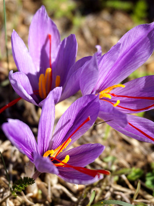 Buy Crocus Sativus Bulbs