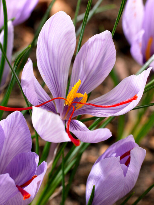 Buy Crocus Sativus Bulbs