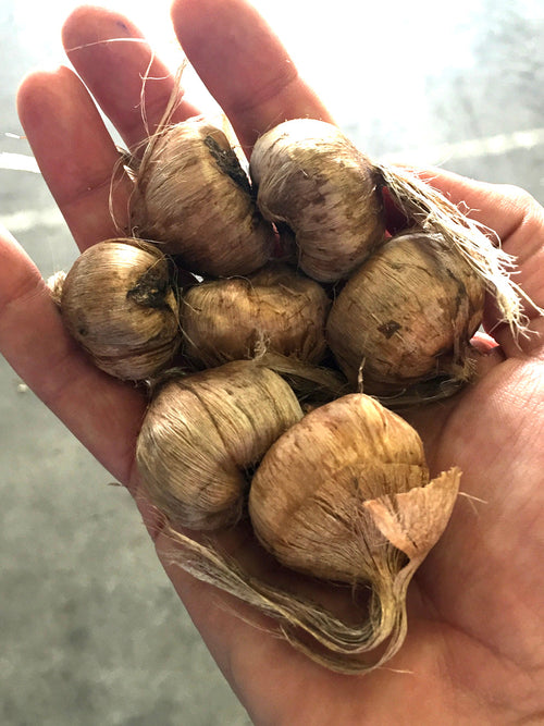 Crocus Sativus Bulbs in hand