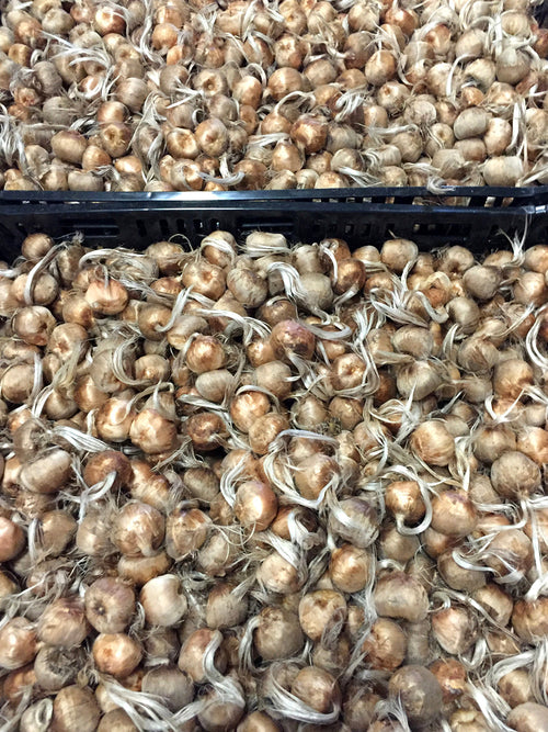 Crocus sativus bulbs in crates