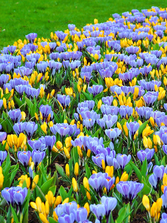 Yellow and blue crocus bulbs