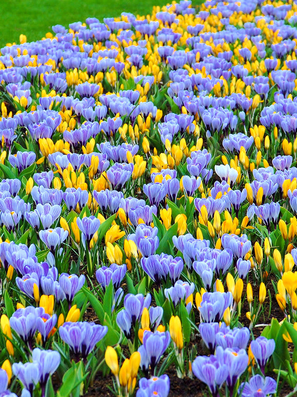 Yellow and blue crocus bulbs