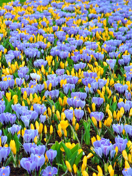 Yellow and blue crocus bulbs