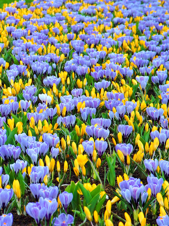 Yellow and blue crocus bulbs