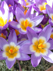 Crocus sieberi Tricolor