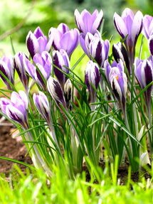 Crocus Spring Beauty