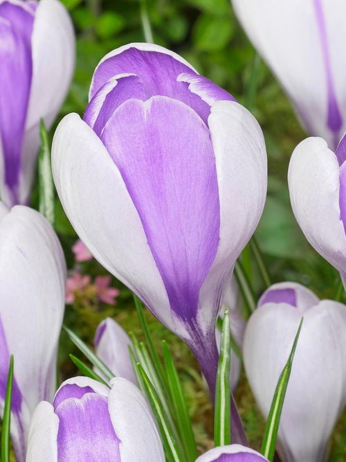 Crocus Whale Shark bulbs flowering among fresh spring grass