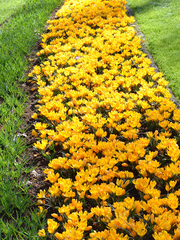 Yellow Crocus spring flowers