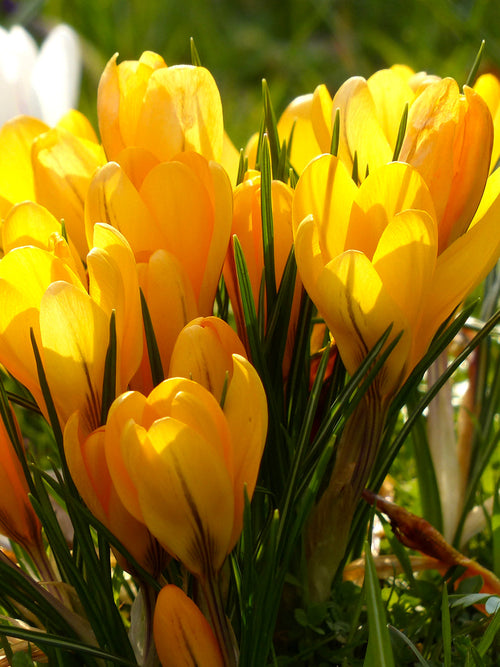 Yellow crocus flower bulbs Autumn planting