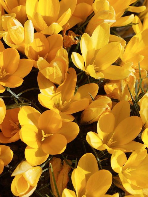 Yellow Crocus spring flowers