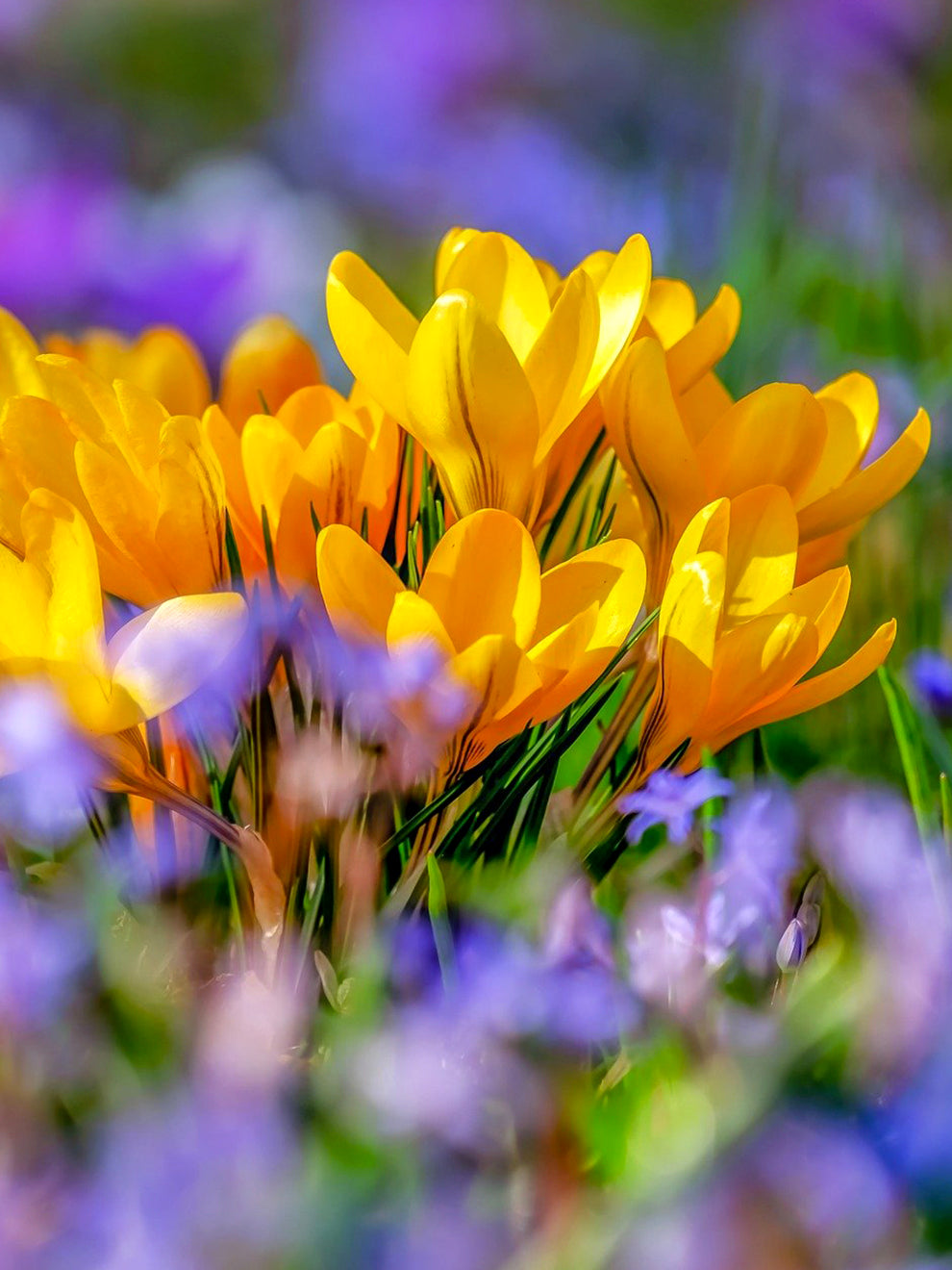 Yellow Fall Crocus Crocus Bulbs Yellow | DutchGrown™ | EU Delivery