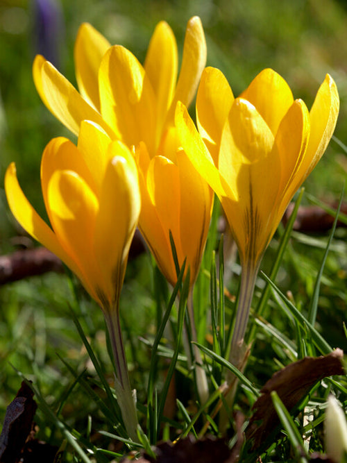 Yellow Crocus spring flowers