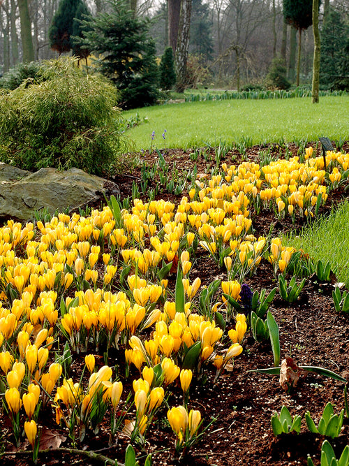 Yellow crocus flower bulbs Autumn planting