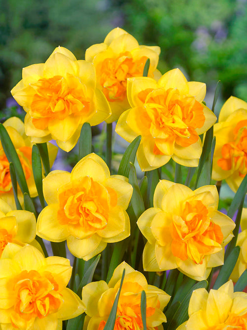 Daffodil Apotheose Bulbs