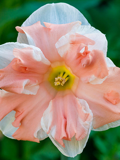 Daffodil Apricot Whirl Bulbs