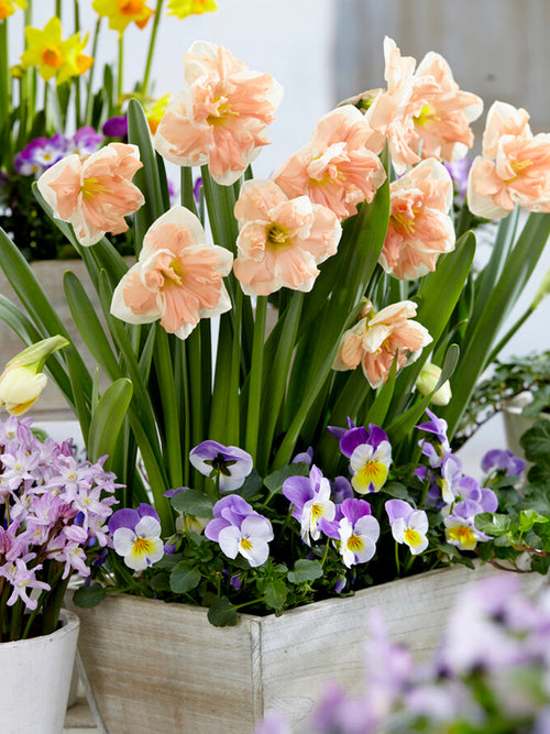 Narcissus Apricot Whirl | Daffodil Bulbs | DutchGrown™