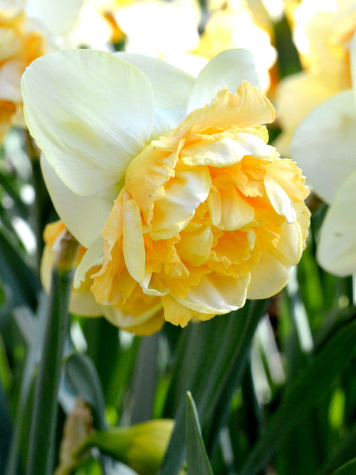 Daffodil Art Design - Autumn Planted Narcissus bulbs