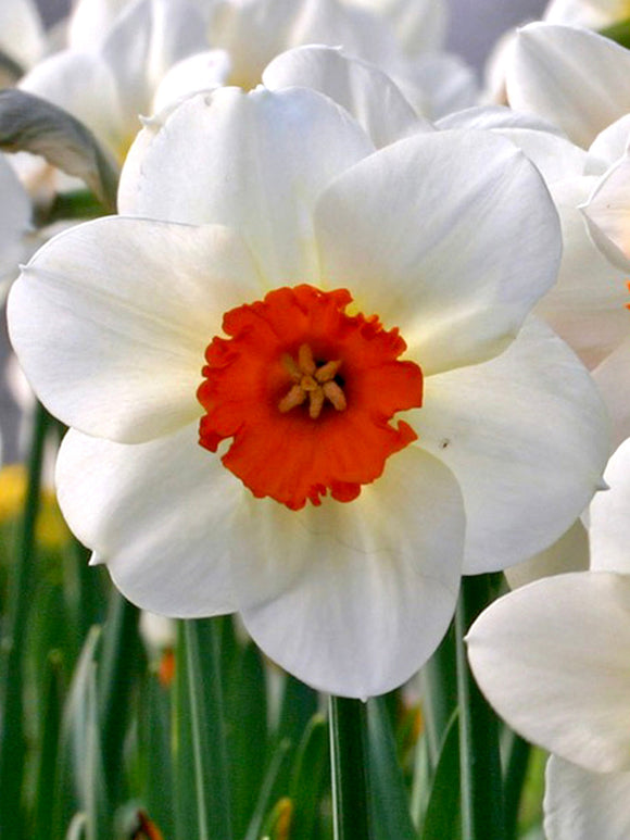 Daffodil Bulbs Barret Browning