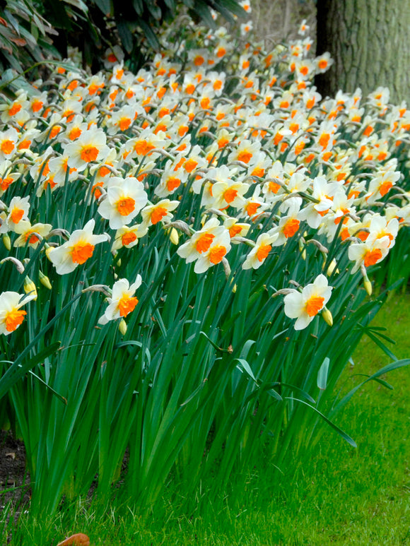 Daffodil Barret Browning white and orange spring flowers